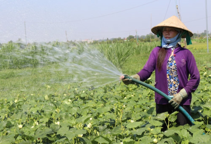 Cách thức cung cấp nước cho cây trồng hiện nay khá đa dạng tùy thuộc vào từng mô hình và từng loại cây. Ảnh: Q.Nhiên Cách thức cung cấp nước cho cây trồng hiện nay khá đa dạng tùy thuộc vào từng mô hình và từng loại cây. Ảnh: Q.Nhiên