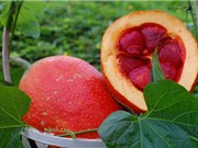 Công dụng phòng ngừa bệnh tật của quả gấc