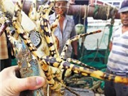 Tôm hùm quý lọt lưới ngư dân Trung Quốc