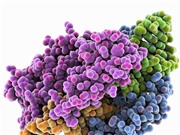 Phương pháp mới điều trị bỏng không để lại sẹo