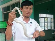 Gây nuôi thành công 20 con rắn bạch tạng