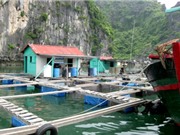 Kỹ thuật nuôi cá bằng lồng đồng cho năng suất chất lượng cao