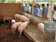 Sóc Trăng: Mô hình chăn nuôi heo ứng dụng đệm lót sinh học cho năng suất cao