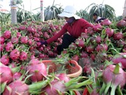 Khoa học công nghệ - Giải pháp trọng yếu tái cơ cấu nông nghiệp
