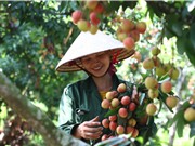 Nâng cao giá trị thương hiệu Việt