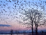 National Geographic công bố những bức ảnh ấn tượng nhất năm 2015