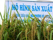 Siêu lúa 10 tấn/ha cho các tỉnh phía Bắc
