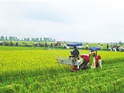 Phát triển nông nghiệp bền vững nhờ phân bón thông minh