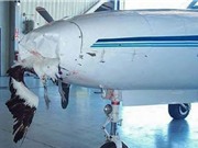 Vì sao chim có thể đâm móp đầu máy bay?