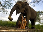 Voi có "vũ khí bí mật" chống bệnh ung thư