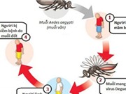 6 quan niệm sai lầm “chết người” về bệnh sốt xuất huyết 