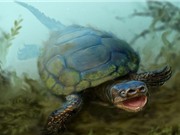 Phát hiện rùa cổ đại kỳ lạ nhất Trái đất