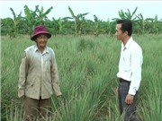 Bến Tre áp dụng kỹ thuật trồng sả trên đất nhiễm mặn 