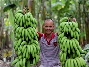 Bỏ túi 7 tỷ đồng mỗi năm nhờ trồng chuối nuôi cấy mô