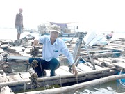 Ngư dân thu tiền tỷ từ nuôi hàu "Thái Bình Dương"