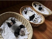 Những hình ảnh động vật hoang dã ấn tượng nhất 2015