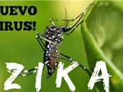 Bộ Y tế cảnh báo virus ăn não do muỗi truyền ở Việt Nam