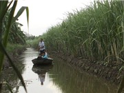  Đồng bằng sông Cửu Long sẽ phải đắp đê biển vì biến đổi khí hậu?