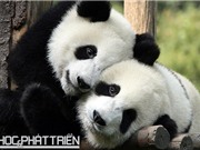 Sức mạnh tình yêu của loài gấu trúc