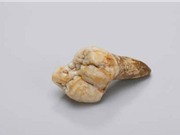'King Kong' bị tuyệt chủng vì "cứng đầu"