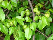 Cây “tử thần” gây bỏng nặng khi trời mưa