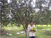 Cứu bưởi thanh trà bằng công nghệ gene