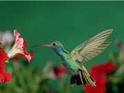 Những khám phá thú vị về loài chim ruồi
