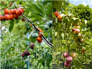 Chuyện khó tin: 40 loại quả mọc trên cùng một cây