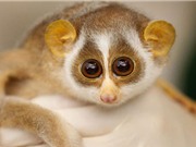 Những tiết lộ ít biết về loài Cu-li