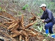 Khánh Hòa đã tìm ra giống sắn mới thay thế giống nhiễm bệnh