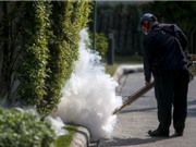 Thái Lan, Úc đã có người nhiễm virus Zika