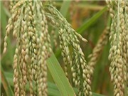 Xác định chính xác biến thể gene lúa