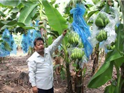 Vườn chuối công nghệ cao hàng chục tỷ đồng ở miền Tây