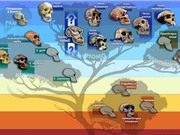 Trong tương lai, khỉ sẽ còn tiến hóa thành người?