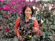 Đôi vợ chồng "gàn" ở Hưng Yên trồng lan công nghệ cao 