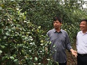 Kiếm tiền tỷ từ giống táo Xuân siêu sạch
