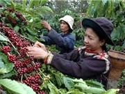 Chương trình Tây Nguyên 3 bước vào chặng nước rút