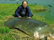 Bảo quản lâu dài xác rùa Hoàn Kiếm
