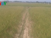 Hạn hán, xâm nhập mặn khốc liệt ở ĐBSCL: Đâu là nguyên nhân?