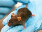 Liệu pháp gene cuối cùng chữa được bệnh tự kỷ