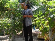 Trồng ớt trên trụ nhựa - cách làm sáng tạo của một nông dân Khánh Hoà