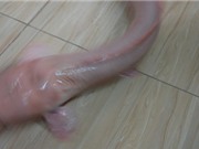 Cá trê trắng nặng 1,5kg được trả giá 5 triệu đồng