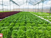 Khám phá công nghệ trồng hoa màu không đâu có của Đà Lạt