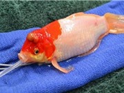 Cá vàng sống sót nhờ phẫu thuật cắt bỏ khối u đầu
