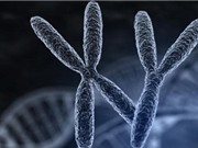 Virus thượng cổ có thể làm tăng tỷ lệ sinh con trai