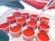 Con người sắp mọc lại tay chân như kỳ nhông?