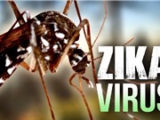 Muỗi Zika đốt ban ngày trong khi người Việt chỉ mắc màn ban đêm