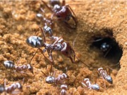 “Áo” chống nắng thời trang  của kiến Sahara