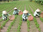 Chỉ 3/84 mẫu sản phẩm từ cây trinh nữ hoàng cung đạt tiêu chuẩn
