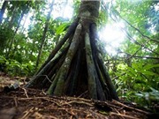 Thực hư chuyện những cây cọ biết đi ở Ecuador